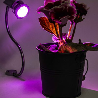 لامپ هالوژنی رشد گیاه لامپ رشد گیاه | نور گیاه
