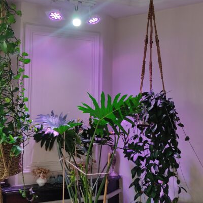 چراغ ریلی رشد گیاه 12 وات photo review