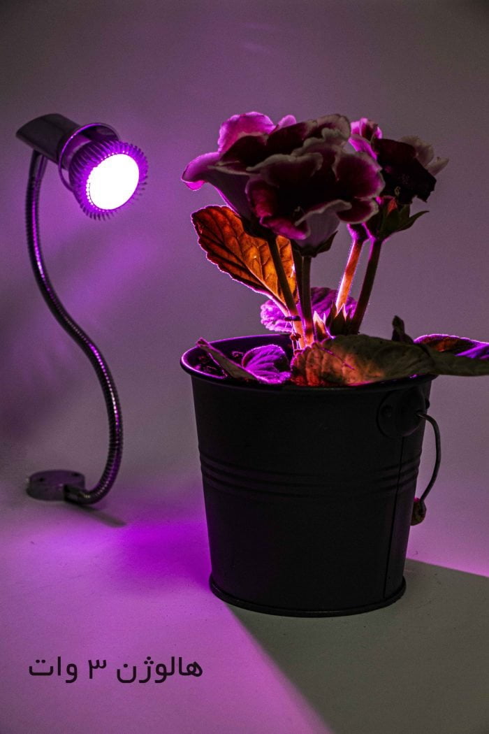 لامپ رشد گیاه پایه دار