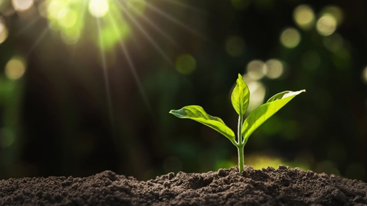 انتخاب لامپ رشد متناسب با فیزیولوژی گیاه