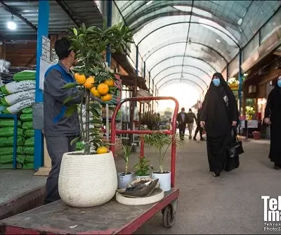 بازار گل رضوان لامپ رشد گیاه