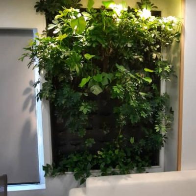 چراغ ریلی رشد گیاه - نور دیوار وال