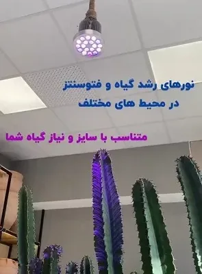 لامپ-سرپیچی-رشد-گیاه-چراغ-رشد-گیاه-کاکتوس