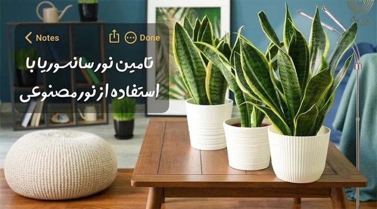 10 نکته مهم درباره نور یوکا و تأثیر آن بر رشد و سلامت گیاه ایوان سبز نور۲