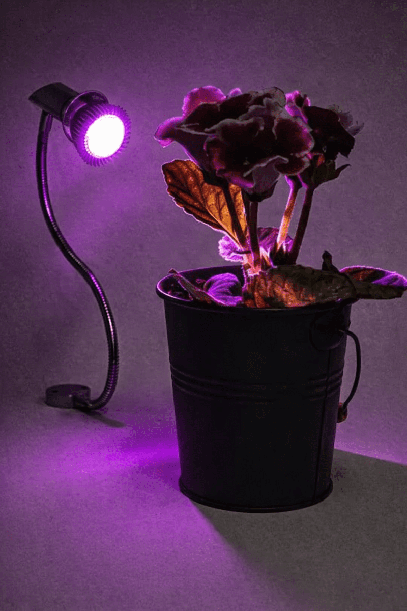 پایه خرطومی رشد گیاه